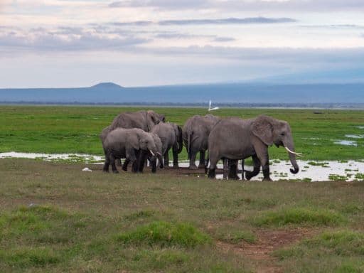 Amboseli, famed for elephant herds