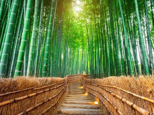 Arashiyama Bamboo Grove