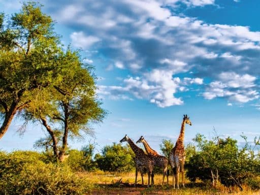 Kruger National Park
