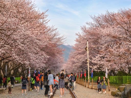 Gurye Seomjingang Cherry Blossom Trail