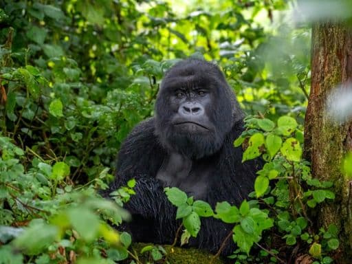 Mountain Gorillas in Volcanoes National Park