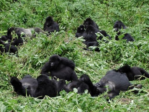 Gorilla trekking in Volcanoes National Park