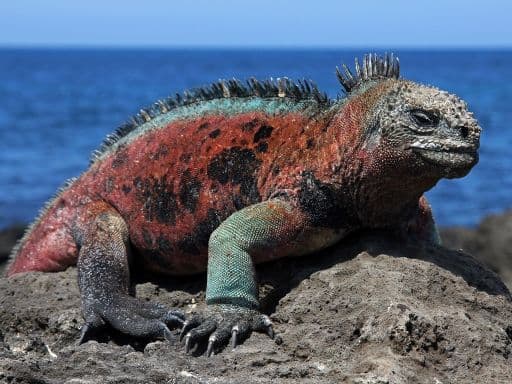 A male Marine Iguana (Amblyrhynchus cristatus) in the Galapagos Islands