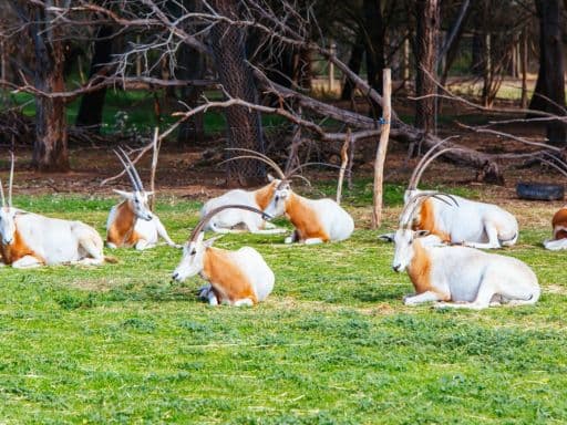 Werribee Open Range Zoo