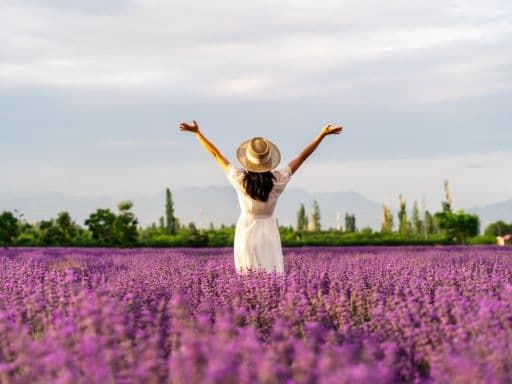 Bridestowe Lavender Farm