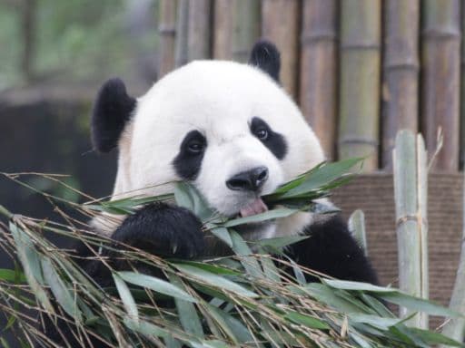 Giant Panda Center
