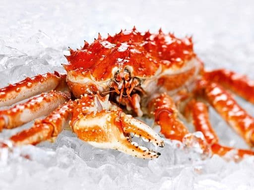 King Crab