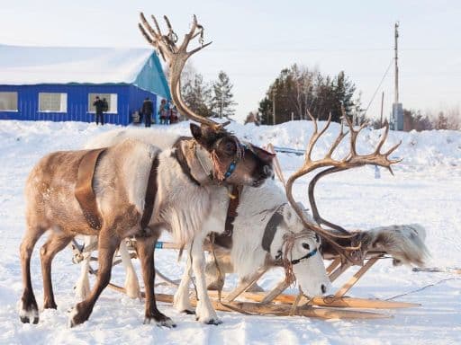 Reindeer Park