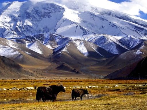 CHARMING SOUTH XINJIANG • PAMIR PLATEAU + GOLDEN AUTUMN POPLAR FOREST