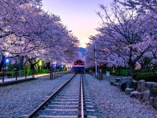 BUSAN JEOLLANAMDO CHERRY BLOSSOM
