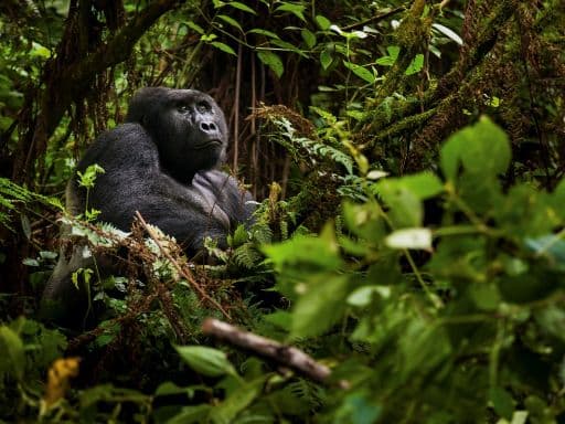 RWANDA GORILLA TREKKING & KENYA SAFARI ADVENTURE